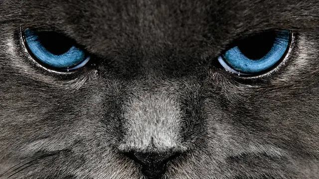 фото с кошкой